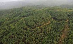 Eski AK Partili milletvekili aday adayı, maden için başvuru yaptı: 10 bin ağaç tehlikede