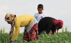 Mevsimlik tarım işçilerinin çalışma koşulları iyileştirilecek