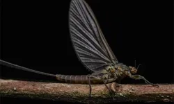 Küresel çaptaki araştırma yanıtladı: Geceleri daha çok mu böcek var?