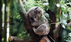 Koalaların yeni bir becerisi keşfedildi