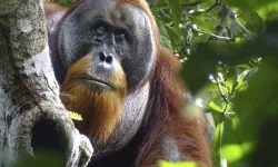 Çin'in 'panda diplomasisi' gibi Malezya 'orangutan diplomasisi' yapacak