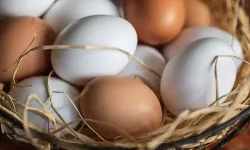 Kahverengi mi, beyaz mı? Hangi yumurta daha sağlıklı?