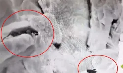 Cudi Dağı'nda, Anadolu parsı ve sırtlan karşı karşıya geldi: O anlar termal kamerayla görüntülendi