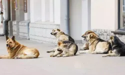Sokak köpeği tartışmasına uzman bakışı... ‘Sürüleşme’ önlenmeli