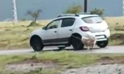 Kayseri'de korkunç görüntü! Köpeği otomobile iple bağlayıp sürükledi