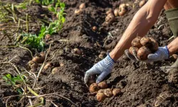 Vakti geldi! Patates nasıl ekilir? Patatesin böceklenmemesi için bu yöntemi deneyin