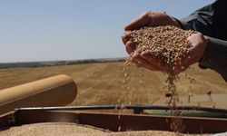 Buğday fiyatı enflasyonla mücadelede bir gösterge mi?