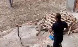Havalar ısınınca ortaya çıktılar! Uzmanlar uyardı