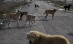 Mahkemeden sokak hayvanlarının toplatılmasıyla ilgili flaş karar!