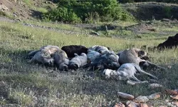 Vahşet! 20'den fazla köpeği iğne ile öldürdüler