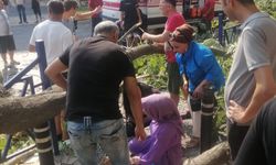 Efeler'de ağaç devrildi: 1 yaralı