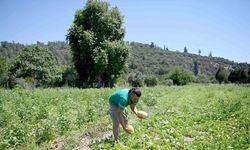 Kuşadası Adabahçe’yi yazın bereketi sardı