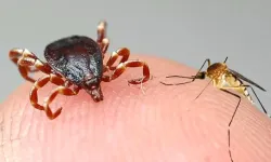 Kabusunuz olmasın sırrı belli oldu! İşte kene ve sivrisinekten kurtulmanın basit yolları