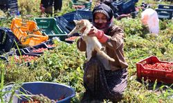 Torbalı'dan Aydın'daki işine kedisiyle geliyor