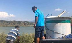 Azap Gölü’ne Yavru Sazan Balığı Takviyesi: 250 Bin Balık Salındı!