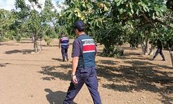 Germencik'te incir çalarken suçüstü yakalandılar