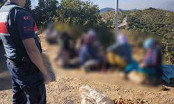 Germencik'te yarım ton incir çalan hırsızlar yakalandı