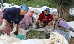 Türkiye’nin zeytini Aydın'dan