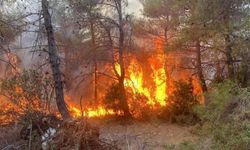 Çanakkale Lapseki’de orman yangını