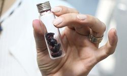 'Türkiye, 'süper besin' mavi yemişi 7 bölgede üretme potansiyeline sahip'