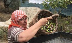 Aydın’da Zeytin Hasadında İşçi Bulma Krizi