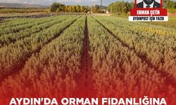 Erman Çetin Yazdı: Aydın'da Orman Fidanlığına Adliye Mi Yapılır?
