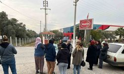 Aydın’da İncir İşletmesi İflas Etti: 280 İşçi ve Alacaklılar Mağdur