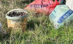 Çine'de, Çaldığı 74 Kilo Zeytinle Suçüstü Yakalandı
