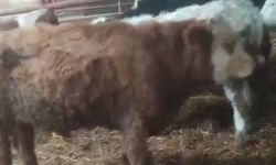 Çine'den 20 Gün Önce Çalınan İki Hayvan Kayseri’de Bulundu