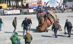 Efeler’de deve güreşi coşkusu yaşandı