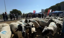 Koçarlı Belediyesi Büyükşehir'in Sakız Koyunu Çiftliğini Satıyor