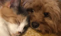 Kedi Ve Köpeklerle İlgili Yönetmelikte Değişiklik