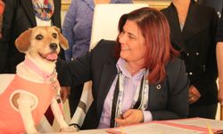 Başkan Çerçioğlu’ndan Sokak Hayvanları İçin Kısırlaştırma Vurgusu