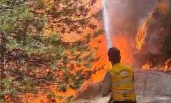 Nazilli'de Orman Yangını Çıktı