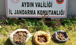 Didim’de Salep Soğanı Toplarken Yakalandılar