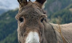 Rüyada Eşek Görmek Ne Anlama Gelir?