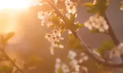 Hıdırellez dilekleri ne zaman, nasıl yapılır? HIDIRELLEZ NE ZAMAN 2025