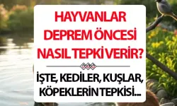 DOĞA SİNYAL VERİYOR: KUŞTAN KEDİYE, BALIKTAN KÖPEĞE HER CANLI DEPREMİ HİSSEDİYOR!