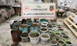 Efeler'de Saksı İçinde Kenevir Yakalandı