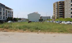 Aydın'da Köpek Saldırısının Yaşandığı Mahallede Yaşayanlar Tedirgin