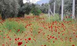 Aydın Gelincik Tarlasına Döndü