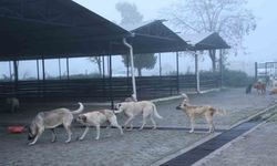 Aydın Hayvan Pazarını Sokak Köpekleri Mesken Tuttu