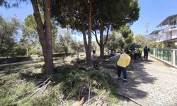 Didim’de ağaçlar budandı
