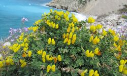 Kuşadası Milli Park'a Bahar Geldi