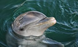 Yapay Zeka Yunuslarla Konuşabilecek mi? DolphinGemma, İletişimin Şifrelerini Kırıyor