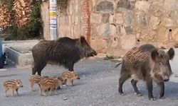 Aydın ve Muğla’da doğa koruma ekipleri yaban domuzları için harekete geçti
