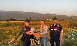 Çine'de çalınan hayvanı jandarma bularak sahibine teslim etti