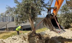 Kuşadası Belediyesi zeytin ağaçlarını yaşatıyor