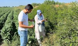 Söke’de ekipler sahaya indi, tuzaklar kontrol edildi