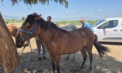 Söke’de tek tırnaklı hayvanlara ruam taraması yapıldı